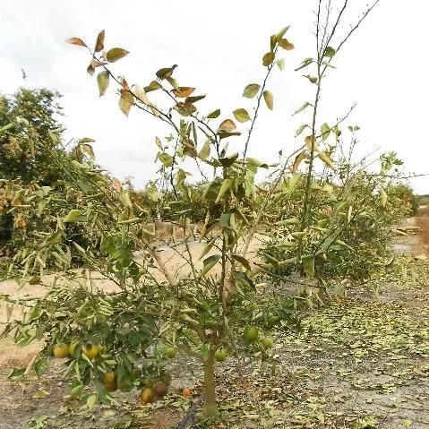 thumbnail for publication: Freeze Damage Symptoms and Recovery for Citrus